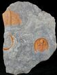 Bright Orange Declivolithus Trilobite - Very Inflated #23932-3